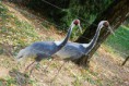 /album/svp-vylet-zoo-bojnice/svp1t073-jpg1/