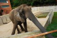 /album/svp-vylet-zoo-bojnice/svp1t079-jpg1/